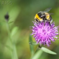 Bumble Bee